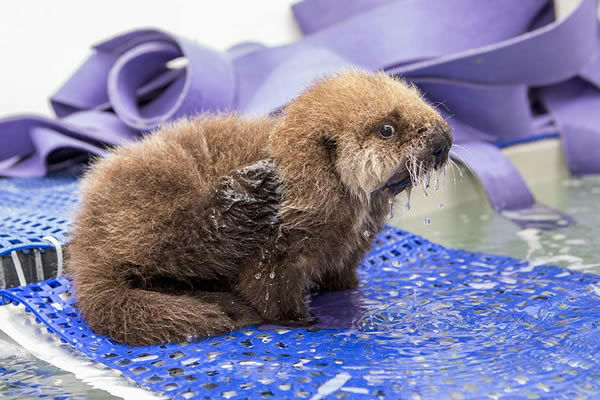 ADORABLE VIDEO: Baby sea otter learns to swim, groom, play at Shedd ...