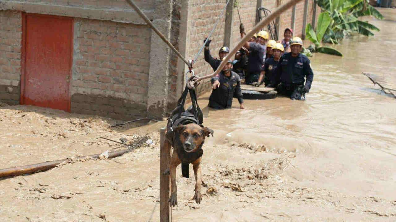 PHOTOS: People, pets rescued from flooding in Peru | abc7chicago.com