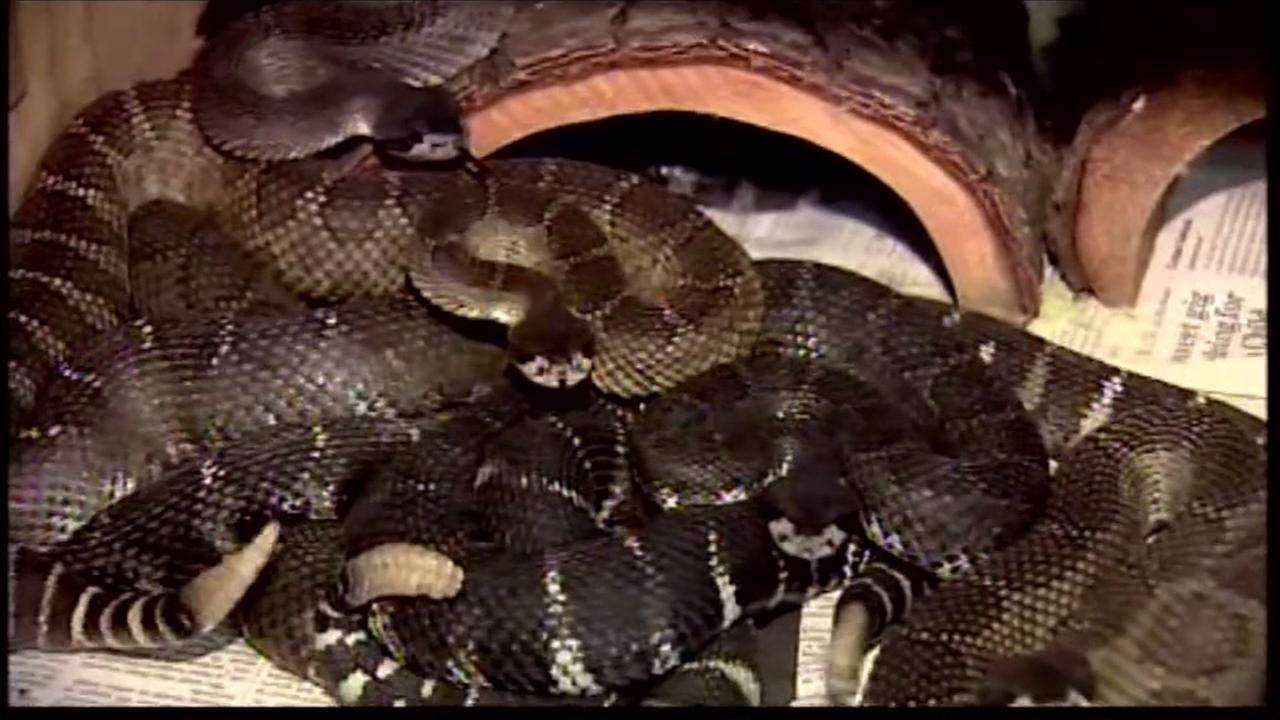 Fremont rattlesnake bite incident highlights snake danger in area ...