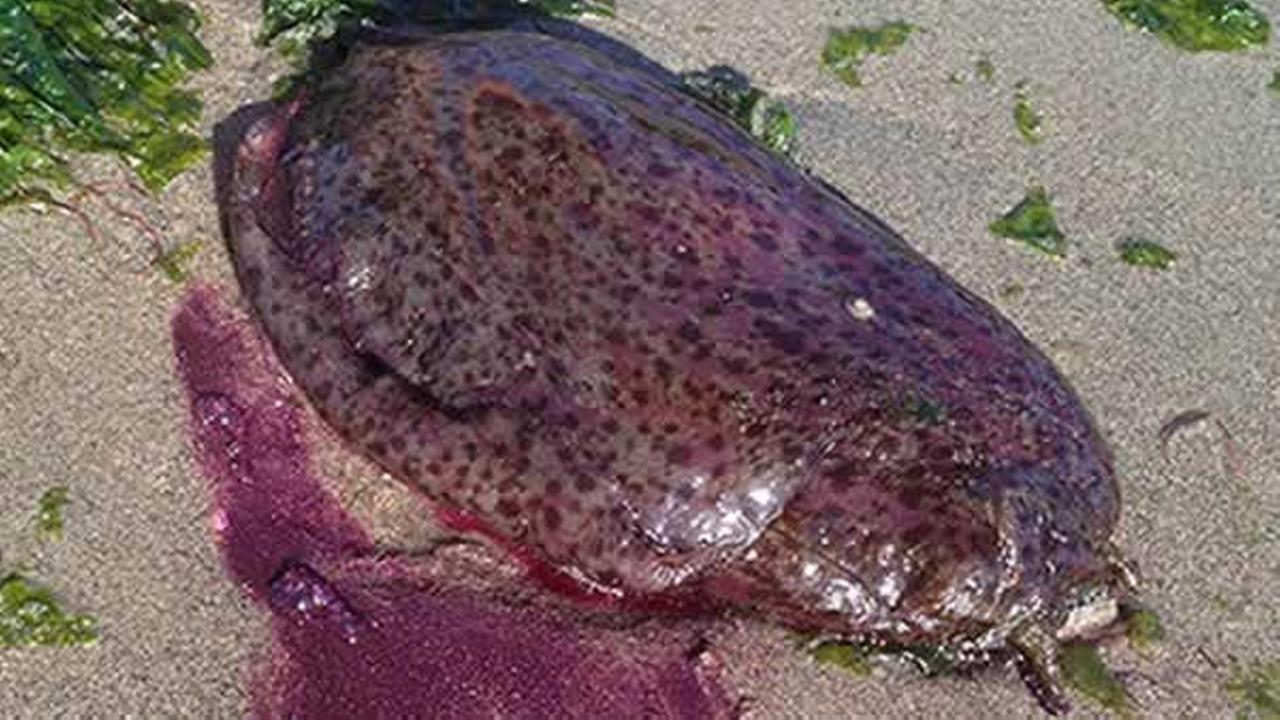 Large purple sea hares invading some California beaches, waterways ...