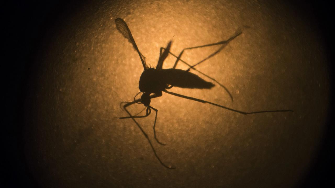 To reduce mosquito activity, Zika risk, Health Department to spray New York, Queens neighborhoods