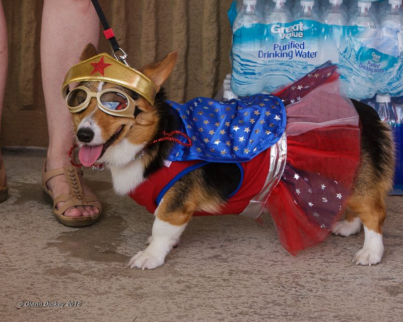 PHOTOS: Animals and their owners celebrate National Dress Up Your Pet ...