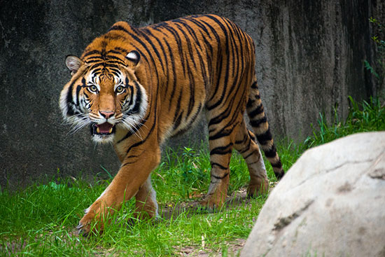Endangered Malayan tiger makes debut at Houston Zoo | abc13.com