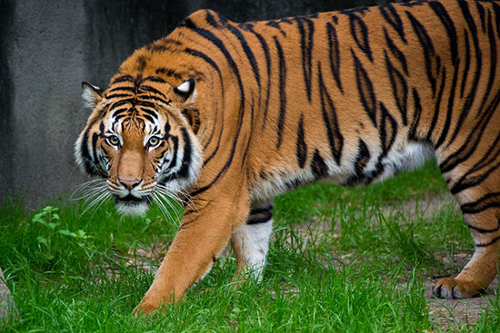 PHOTOS: Endangered Malayan tiger makes debut at Houston Zoo ...