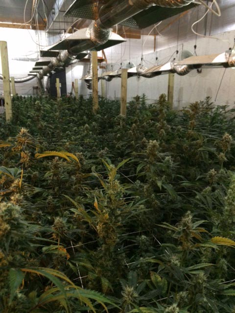 Massive pot growing operation busted in Brazoria County | abc13.com