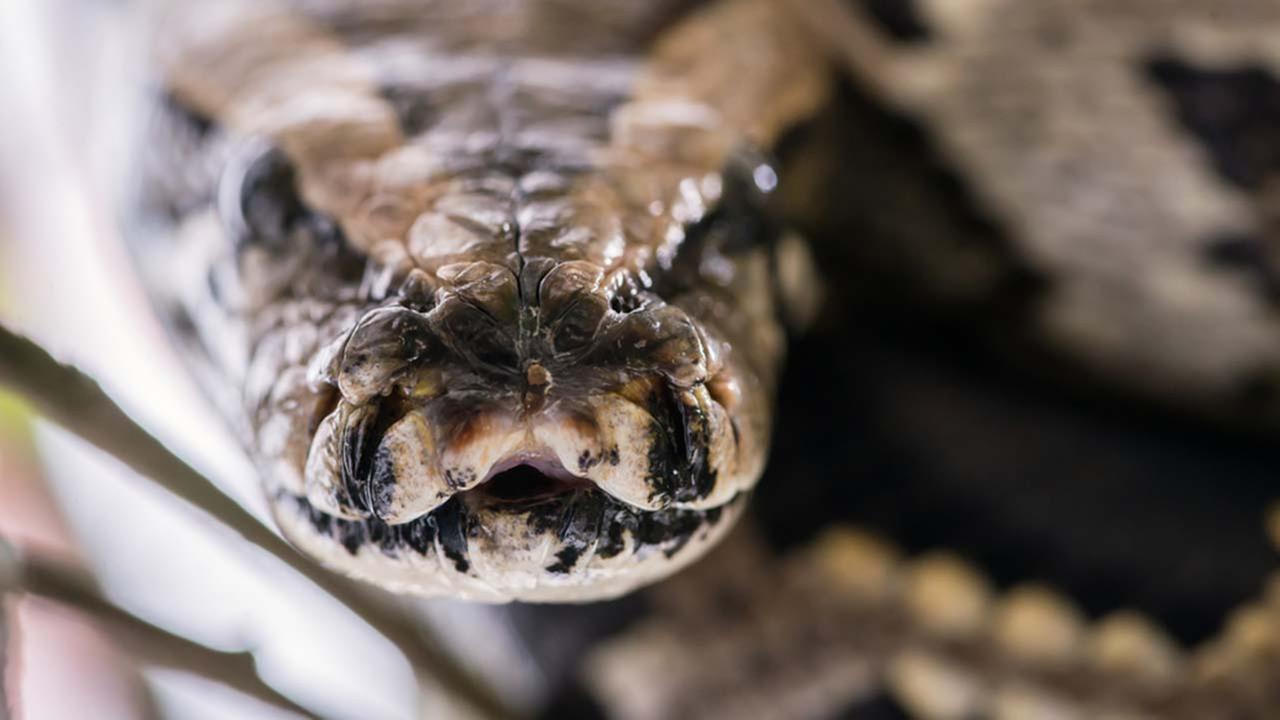 Believed python perplexing city actually an anaconda | abc13.com