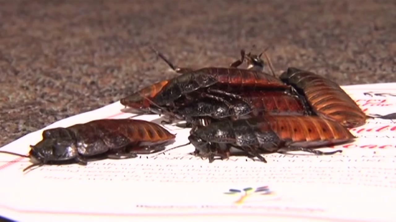 A Houston cockroach could make your love last forever | abc13.com