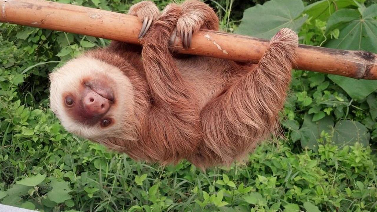 Sloth rescued from Ecuador highway shines in new habitat | abc11.com