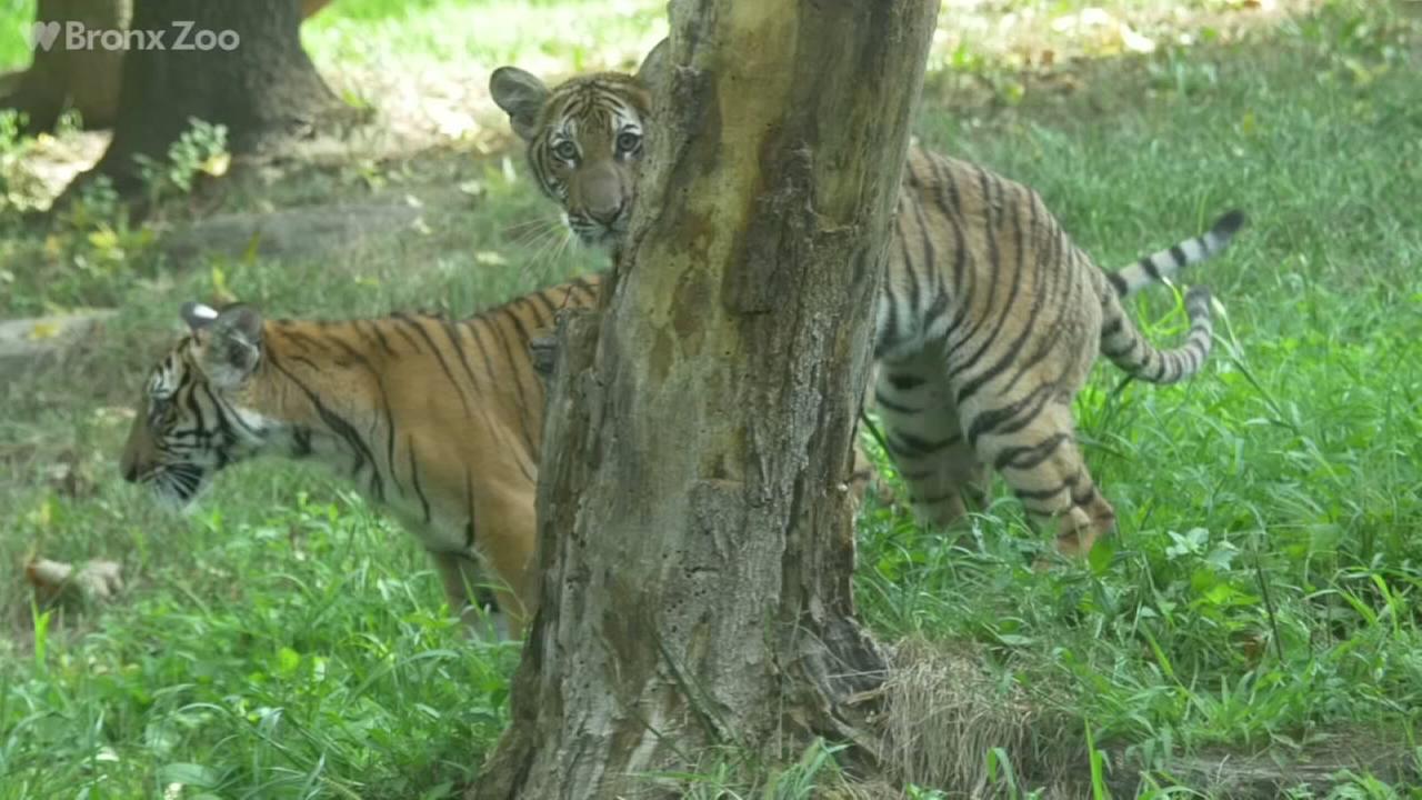 Two rare Malayan tiger cubs Nadia and Azul making their public debut at ...