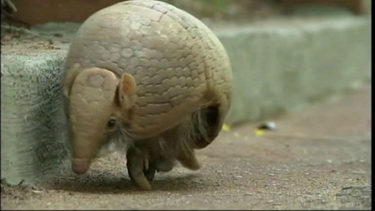 Armadillo gains popularity in Brazil as World Cup nears | abc7news.com