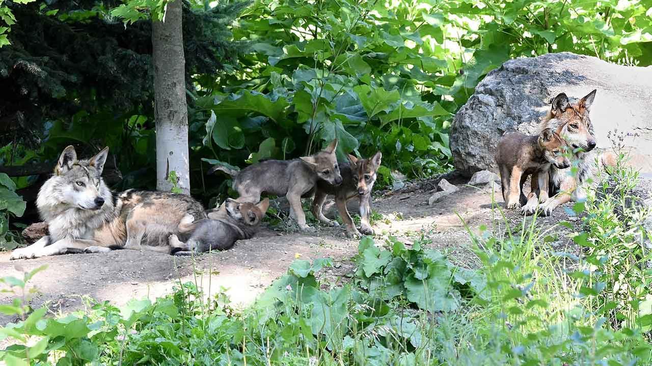 PHOTOS: Mexican Gray Wolf puppies | abc7chicago.com