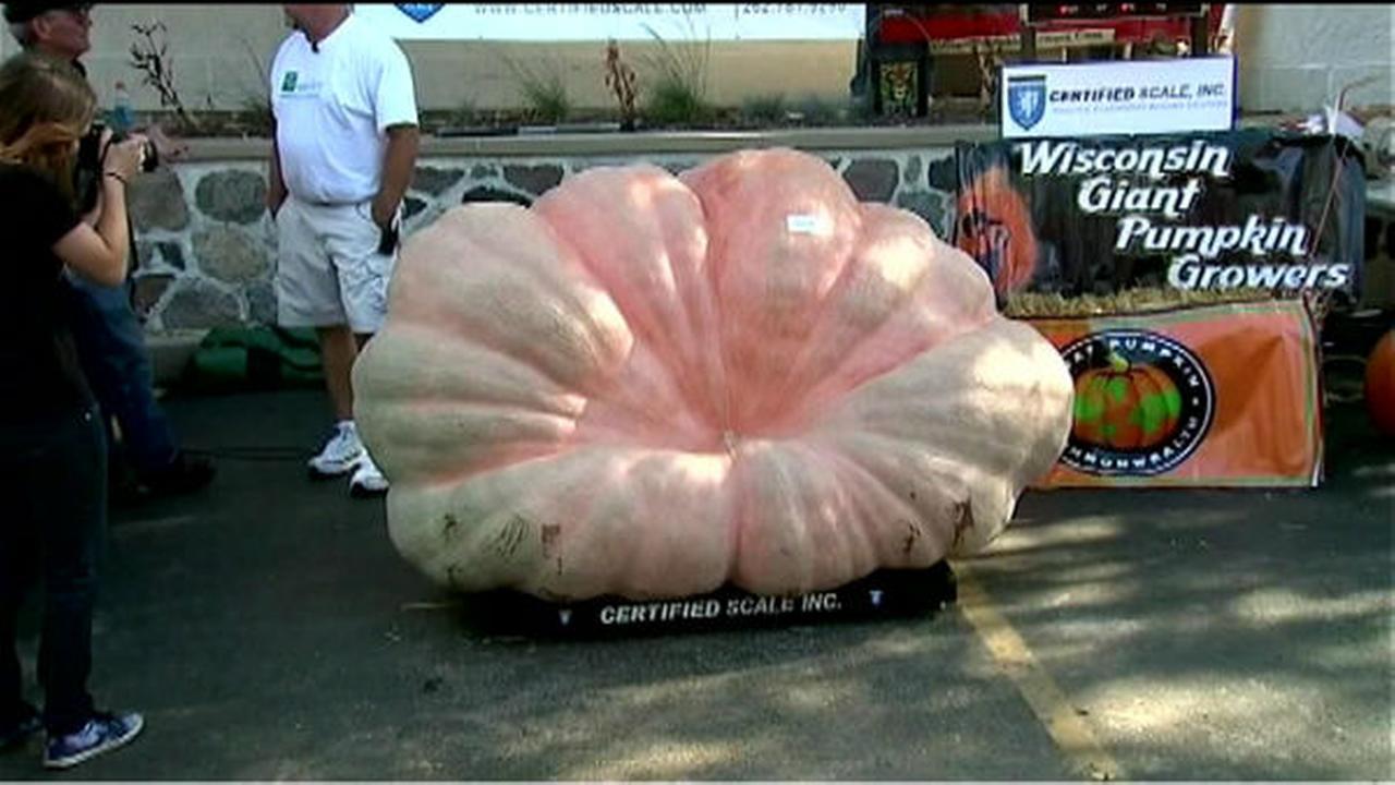 Farmer grows north america s biggest pumpkin abc11