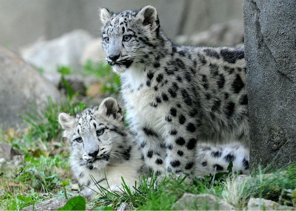 Snow leopard cubs make debut at Brookfield Zoo | abc7chicago.com