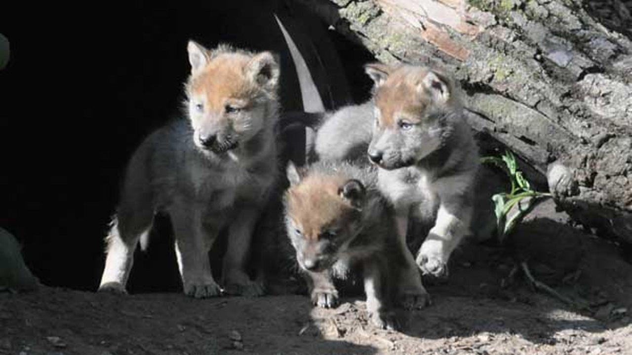 Mexican gray wolf pups born at Brookfield Zoo released into wild ...