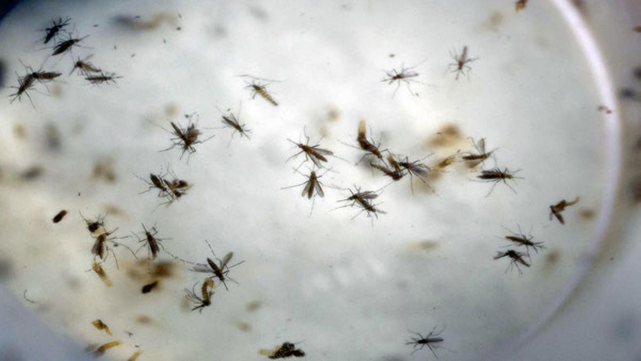 Texas Medicaid to cover mosquito repellent amid Zika fears | abc13.com