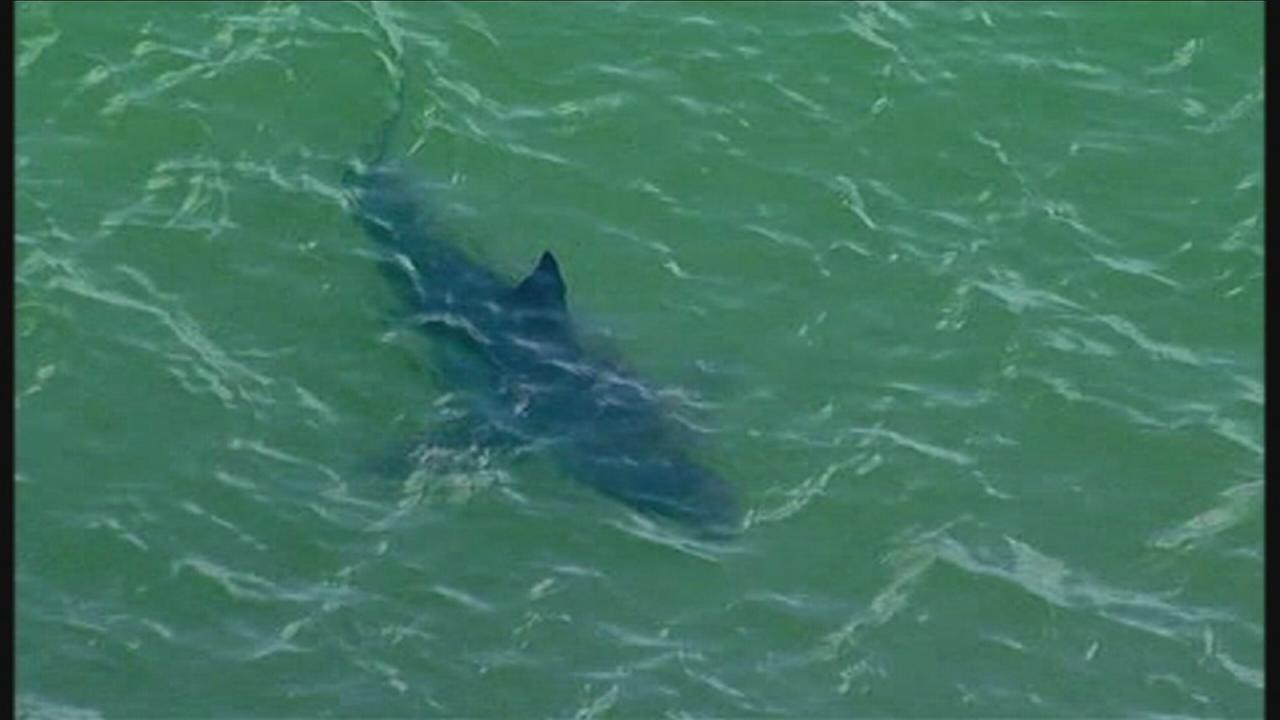 10 great white sharks spotted off California coast | 6abc.com