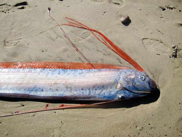 12-foot-long bony oarfish washes ashore in Malibu | KABC7 Photos and ...