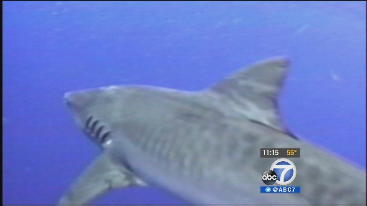 Maui shark attacks: Fisherman dies after shark attack off Maui, Hawaii ...