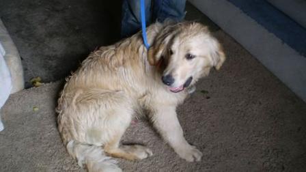 Cloverdale police rescues 16 golden retrievers - Pawsitive Attention ...