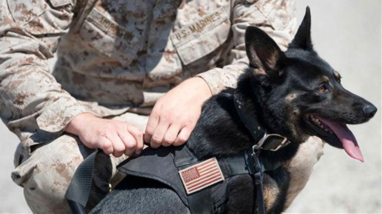 Help a hero: Rover Oaks Pet Resort fundraiser supports US Military K-9 ...